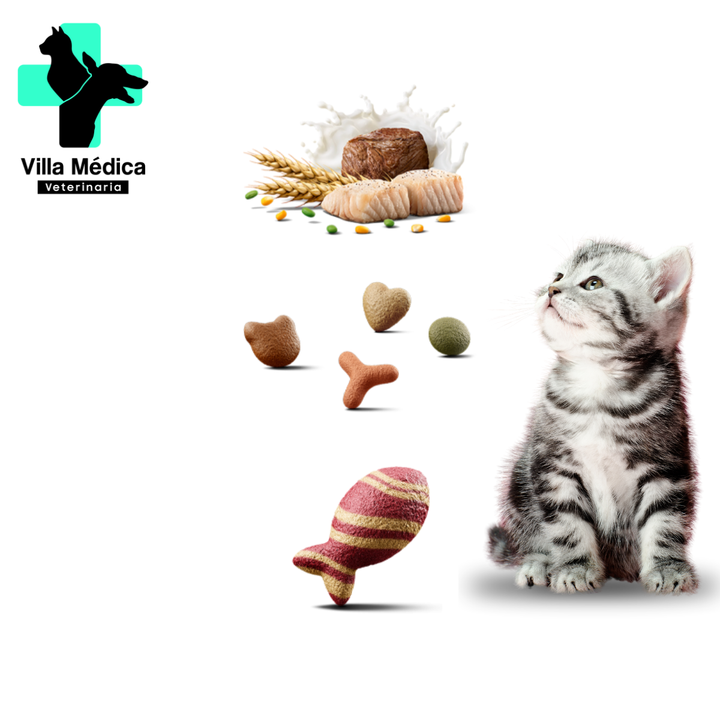 RICOCAT GATITOS